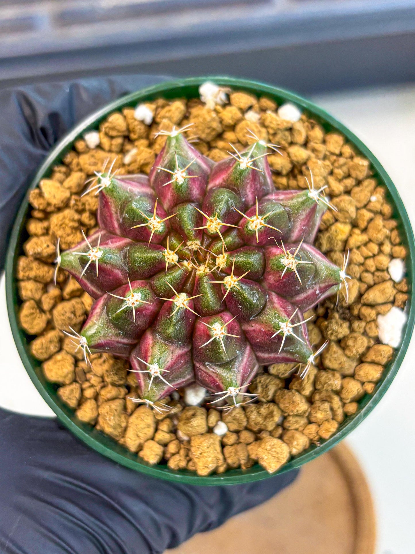 Gymnocalycium Neon (gy14) (bb) | Variegated cactus