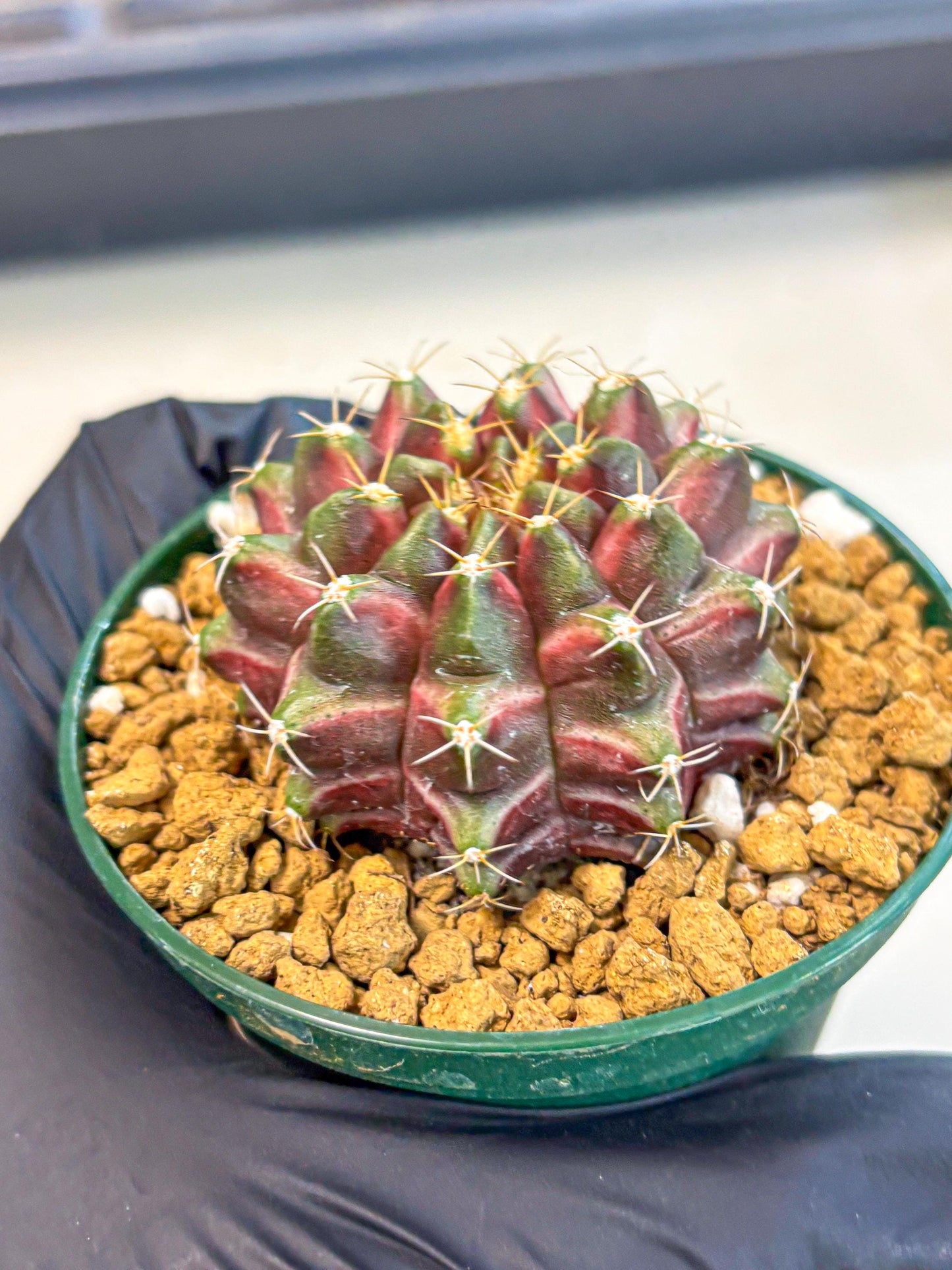 Gymnocalycium Neon (gy14) (bb) | Variegated cactus