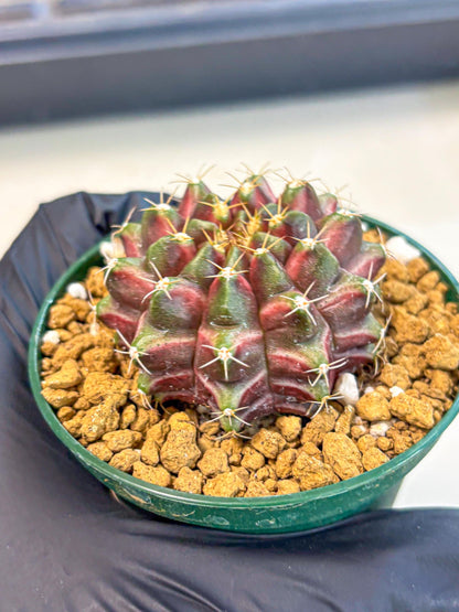 Gymnocalycium Neon (gy14) (bb) | Variegated cactus