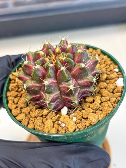 Gymnocalycium Neon (gy14) (bb) | Variegated cactus
