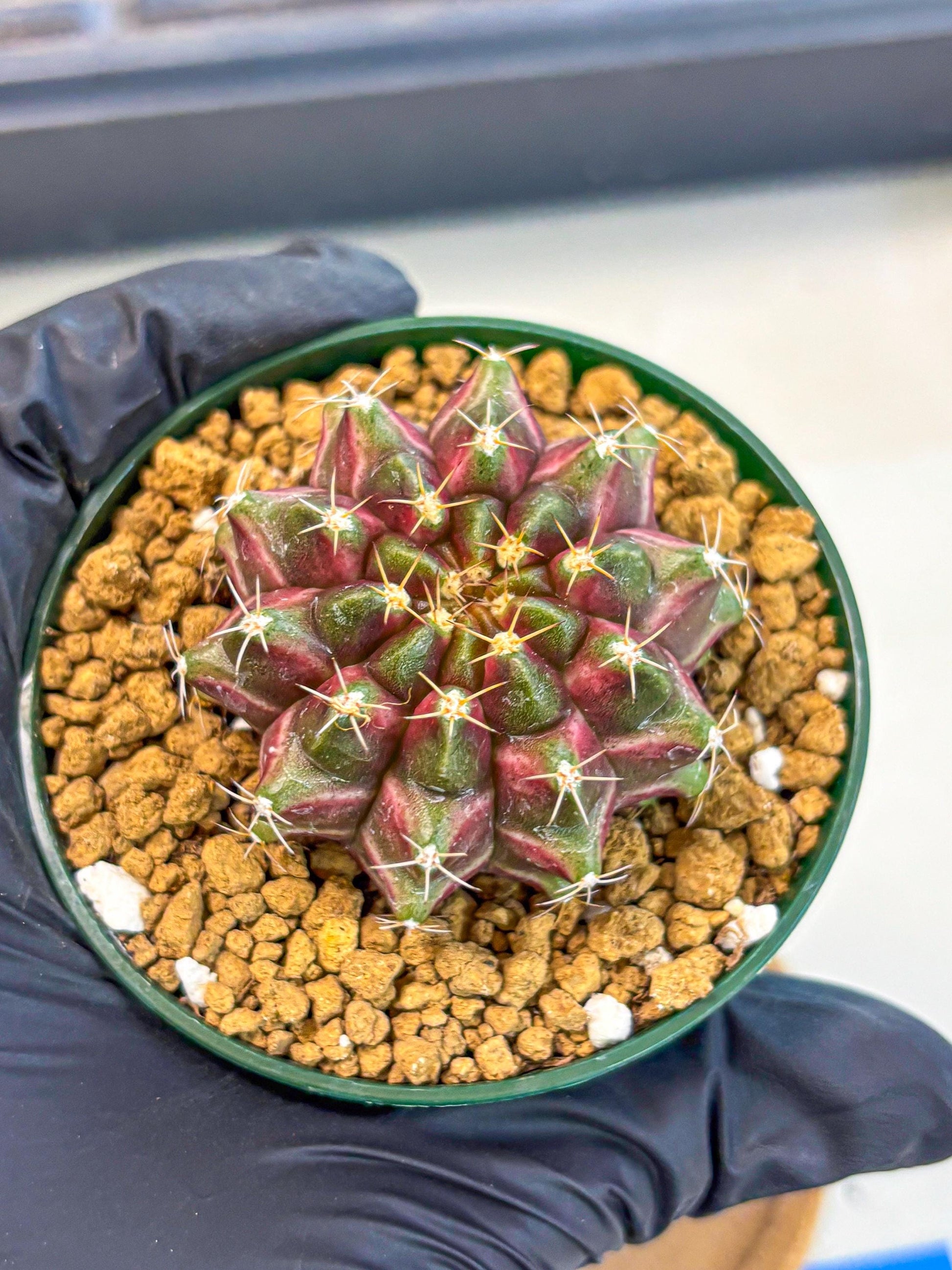 Gymnocalycium Neon (gy14) (bb) | Variegated cactus