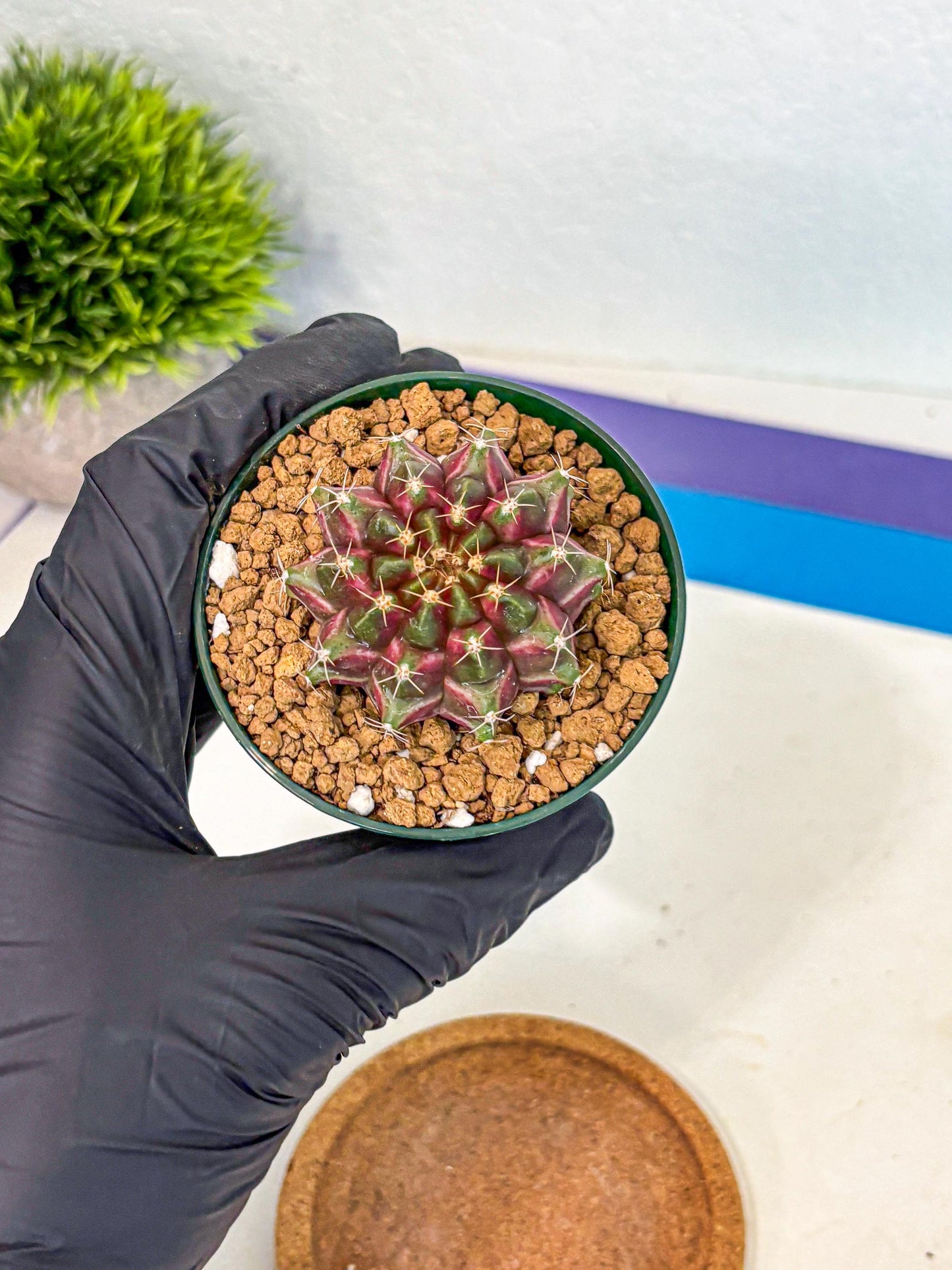 Gymnocalycium Neon (gy14) (bb) | Variegated cactus
