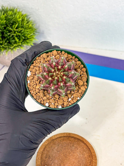 Gymnocalycium Neon (gy14) (bb) | Variegated cactus
