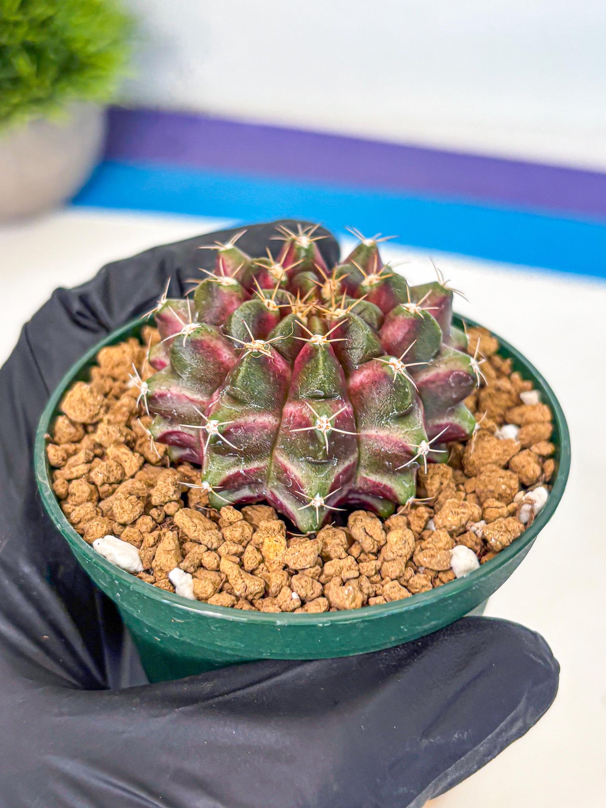 Gymnocalycium Neon (gy14) (bb) | Variegated cactus