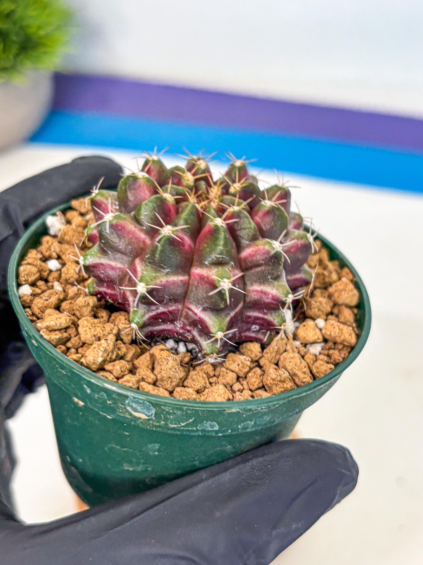 Gymnocalycium Neon (gy14) (bb) | Variegated cactus