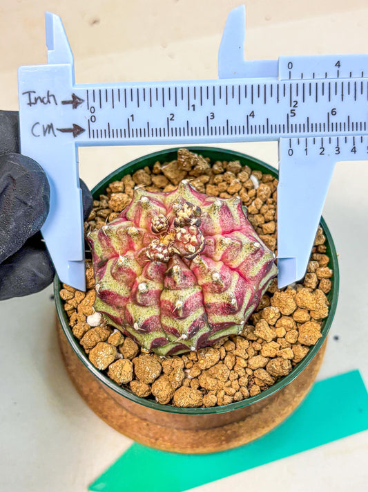 Gymnocalycium Neon (gy14) (gg) | Variegated cactus