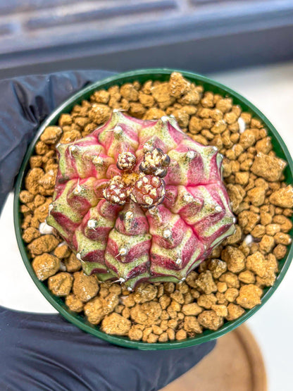 Gymnocalycium Neon (gy14) (gg) | Variegated cactus