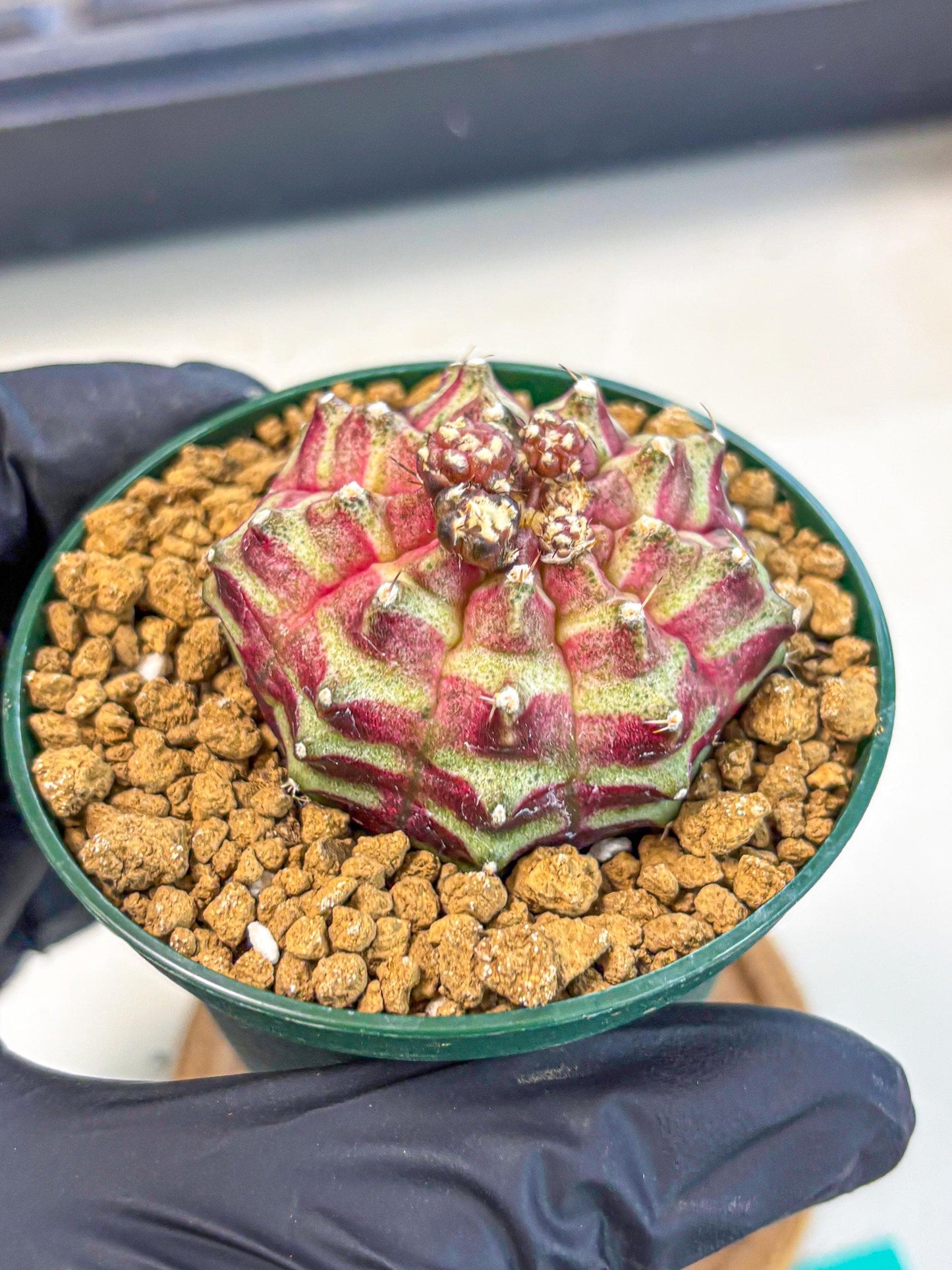 Gymnocalycium Neon (gy14) (gg) | Variegated cactus