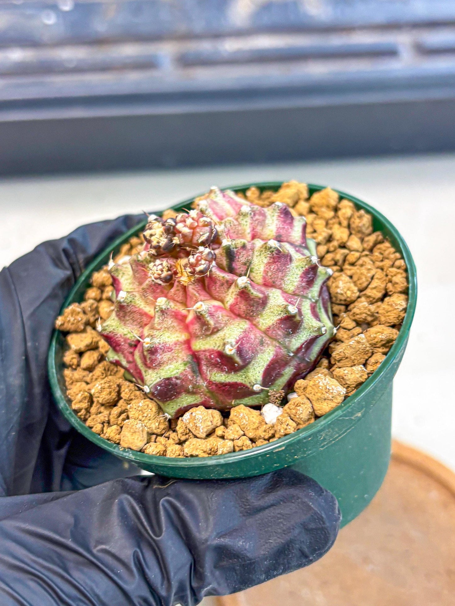 Gymnocalycium Neon (gy14) (gg) | Variegated cactus