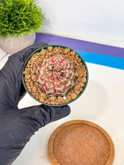 Gymnocalycium Neon (gy14) (gg) | Variegated cactus