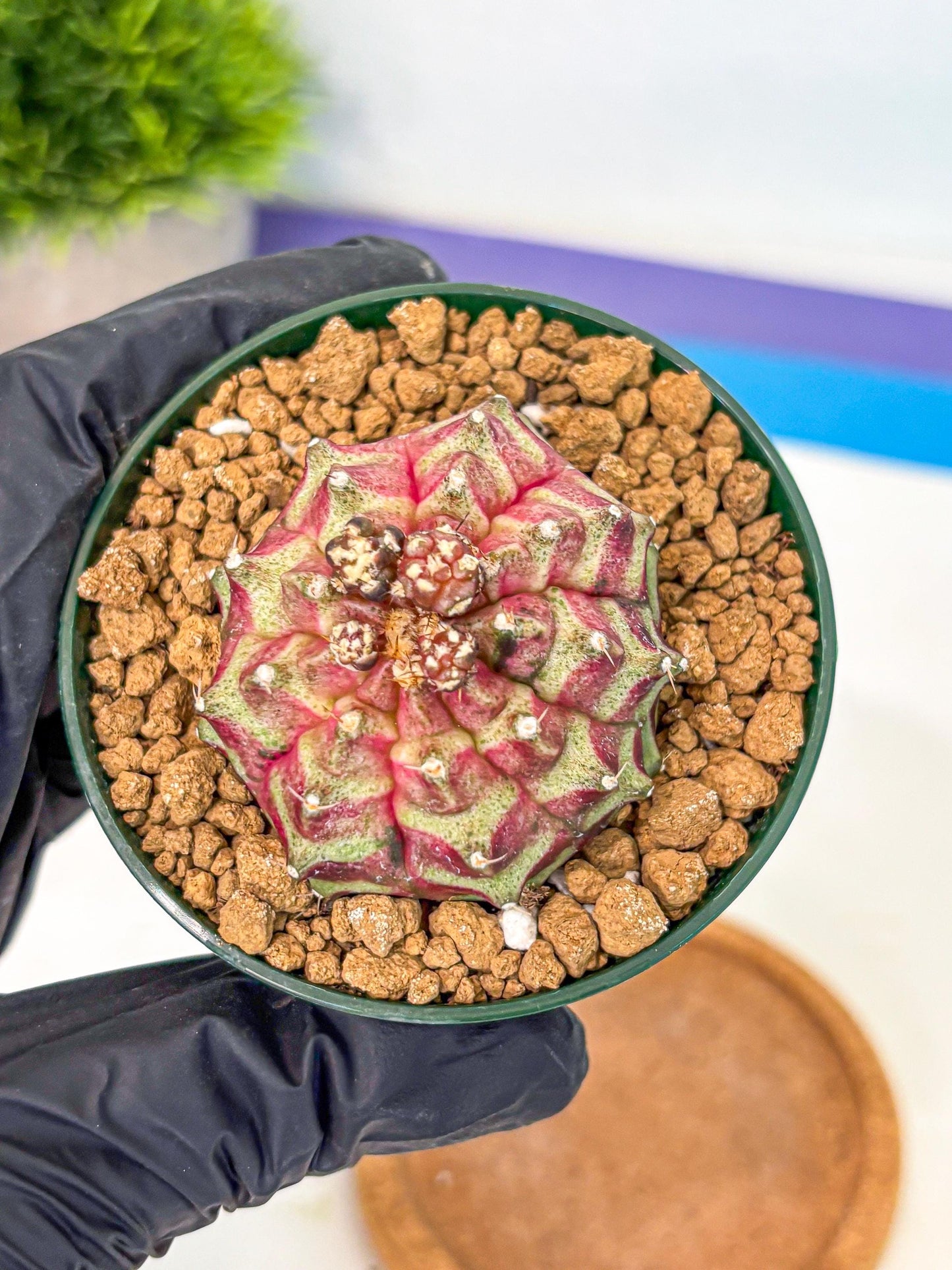 Gymnocalycium Neon (gy14) (gg) | Variegated cactus