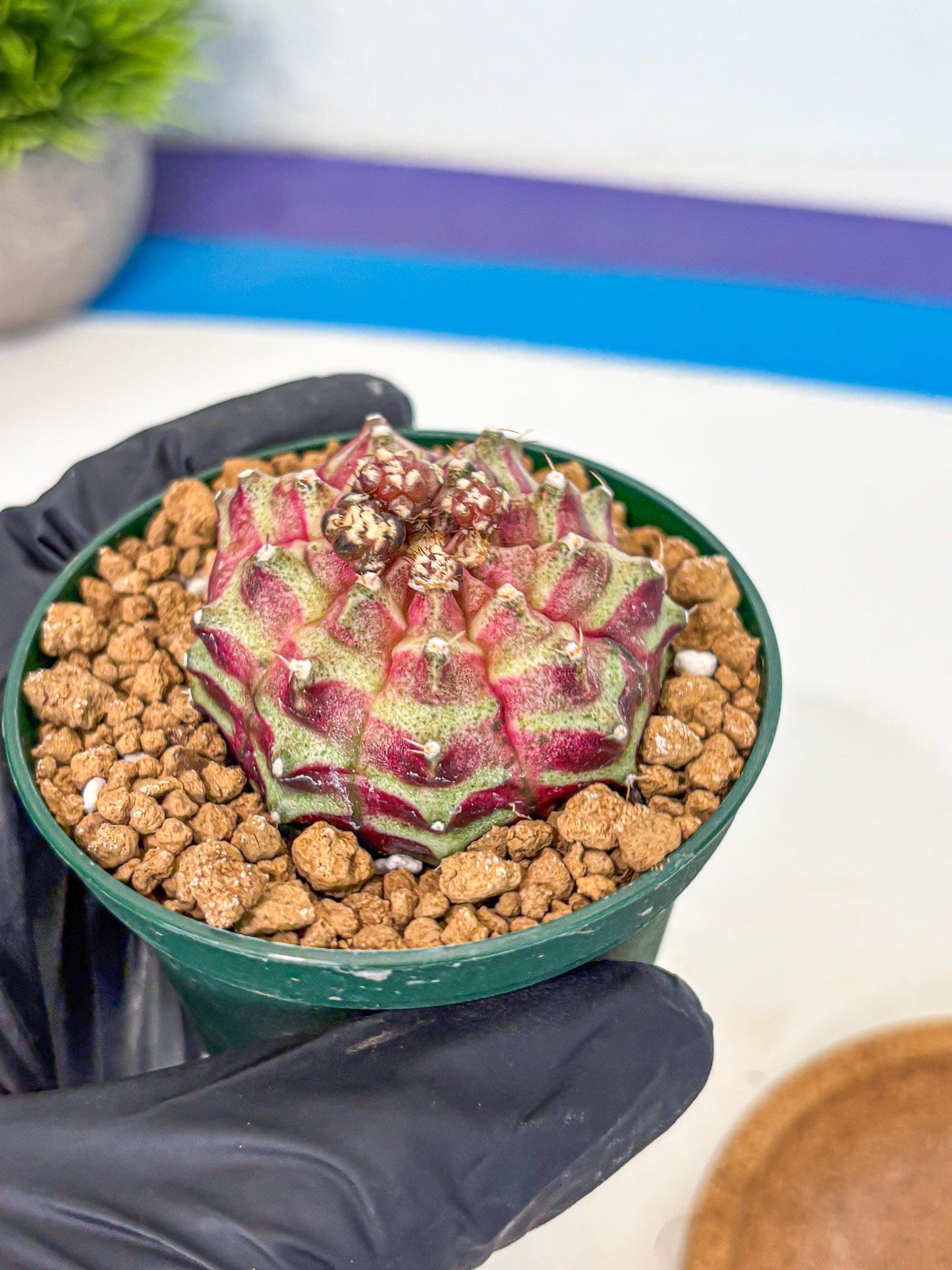 Gymnocalycium Neon (gy14) (gg) | Variegated cactus
