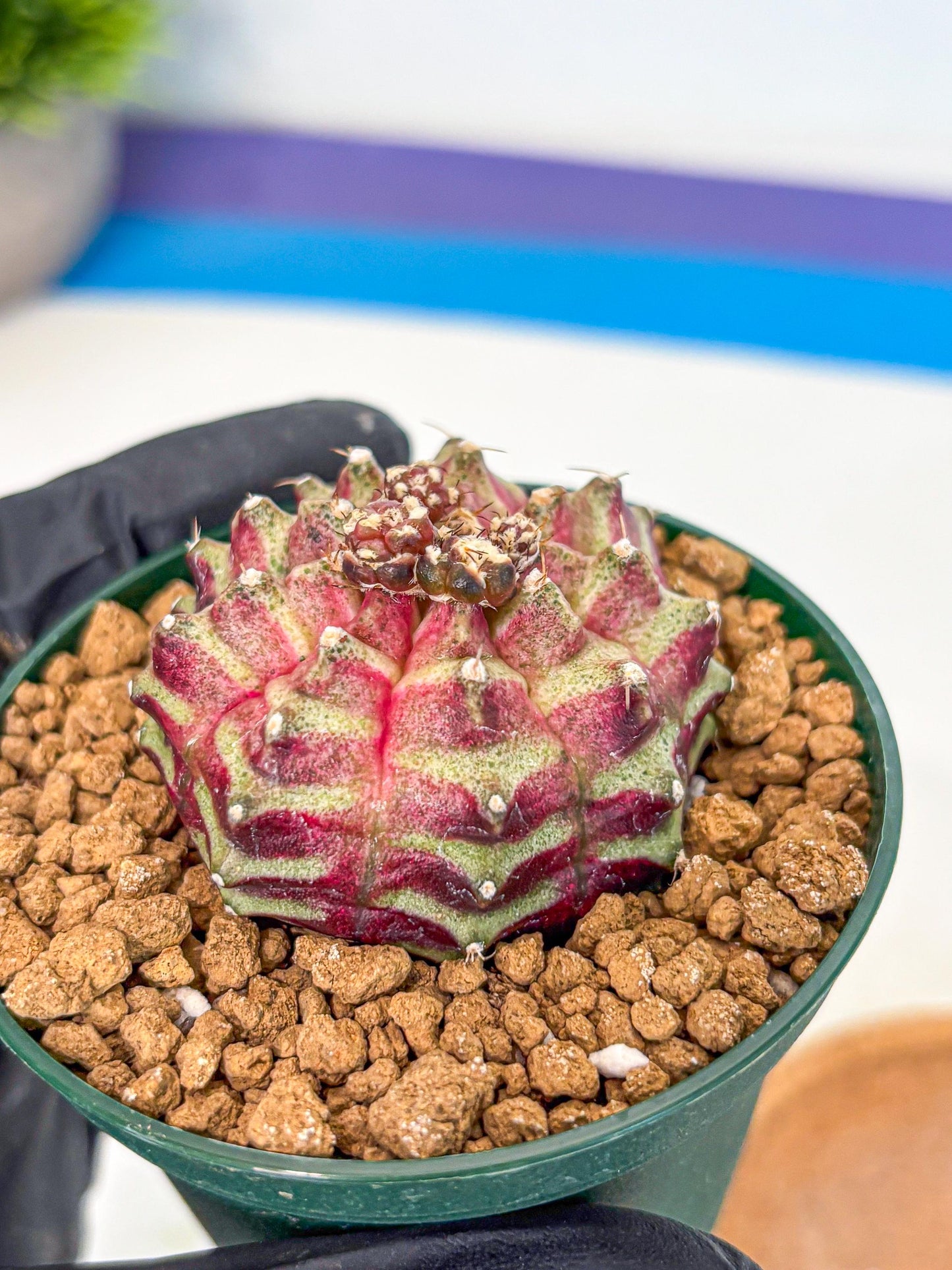 Gymnocalycium Neon (gy14) (gg) | Variegated cactus