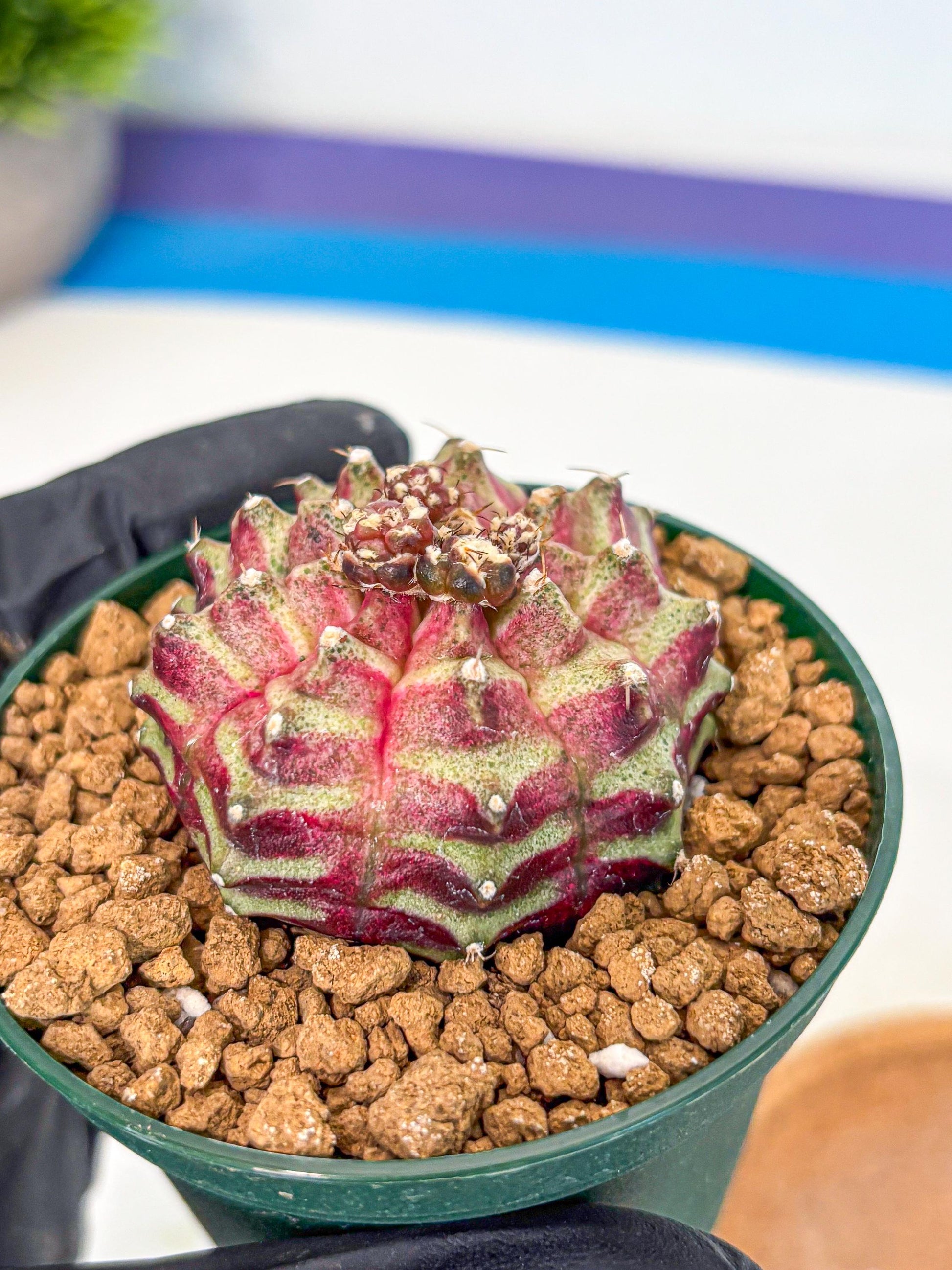 Gymnocalycium Neon (gy14) (gg) | Variegated cactus