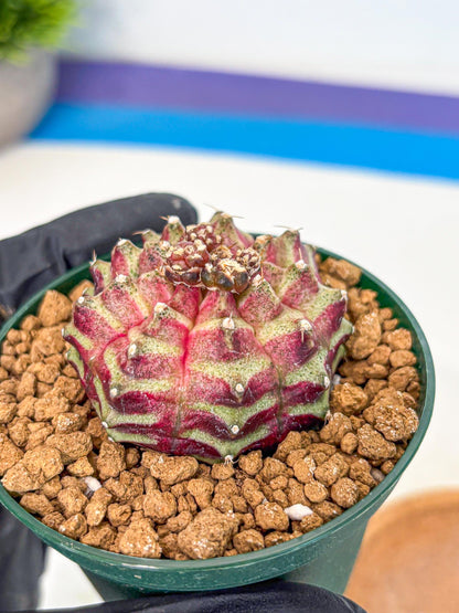 Gymnocalycium Neon (gy14) (gg) | Variegated cactus