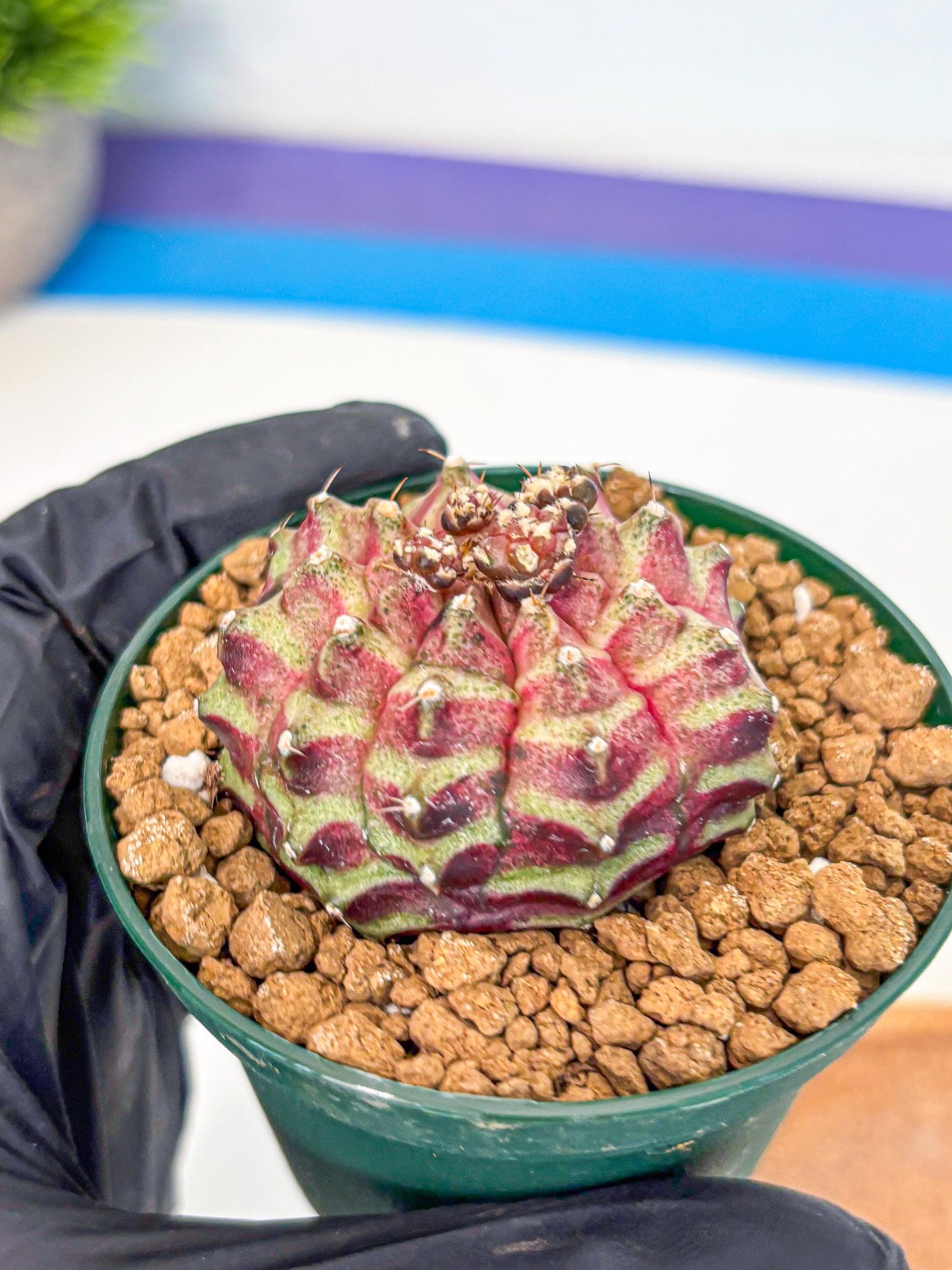 Gymnocalycium Neon (gy14) (gg) | Variegated cactus