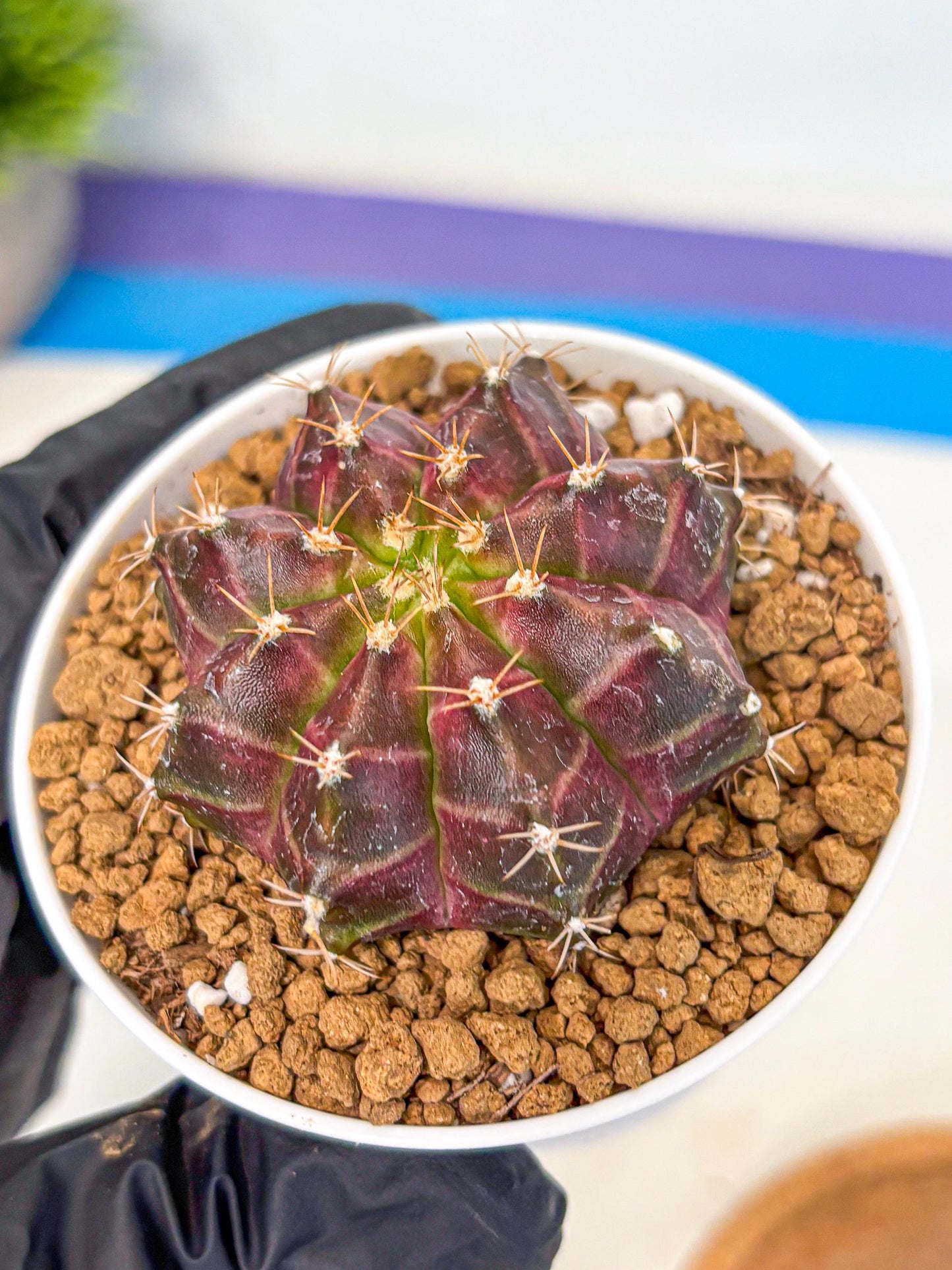 Gymnocalycium Neon (gy14) (rr) | Variegated cactus