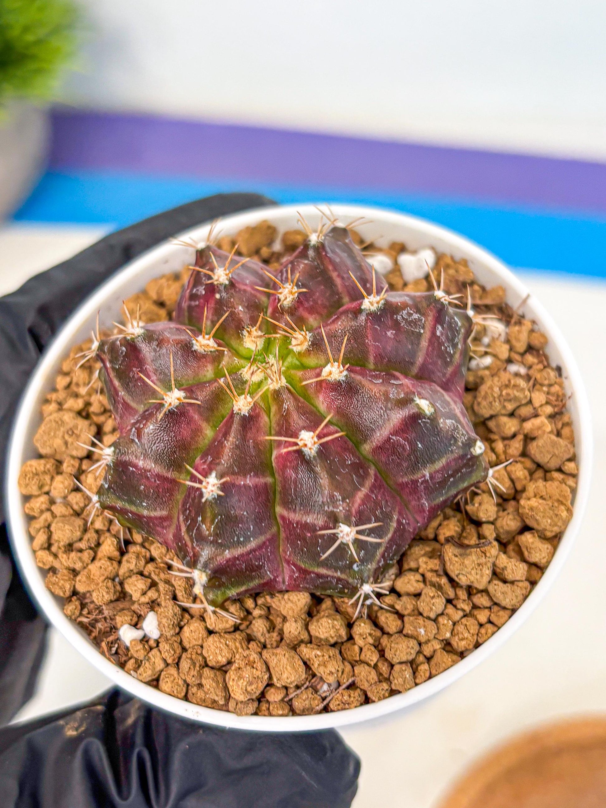 Gymnocalycium Neon (gy14) (rr) | Variegated cactus
