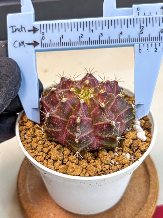 Gymnocalycium Neon (gy14) (rr) | Variegated cactus