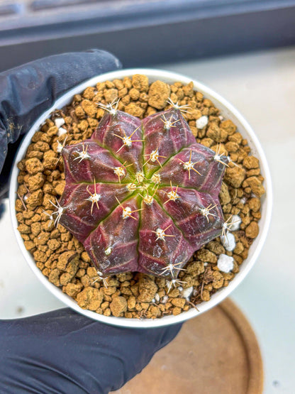 Gymnocalycium Neon (gy14) (rr) | Variegated cactus