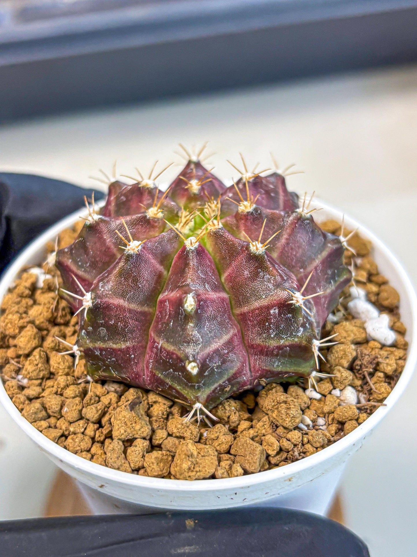 Gymnocalycium Neon (gy14) (rr) | Variegated cactus