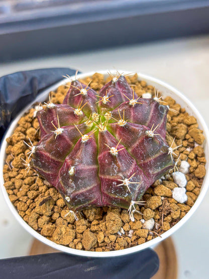 Gymnocalycium Neon (gy14) (rr) | Variegated cactus