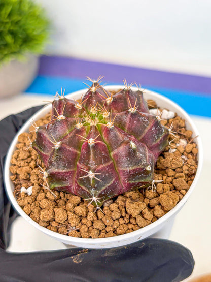 Gymnocalycium Neon (gy14) (rr) | Variegated cactus