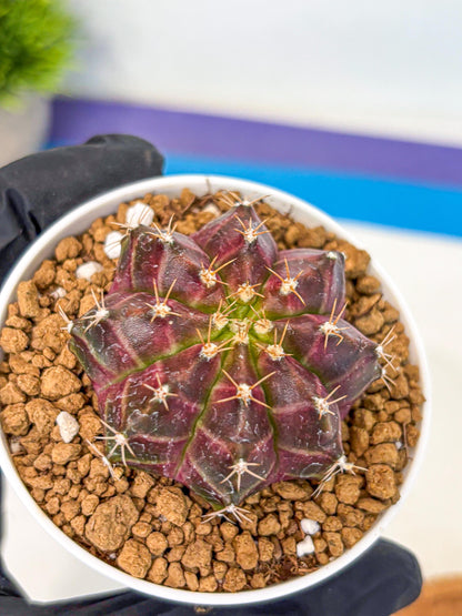 Gymnocalycium Neon (gy14) (rr) | Variegated cactus