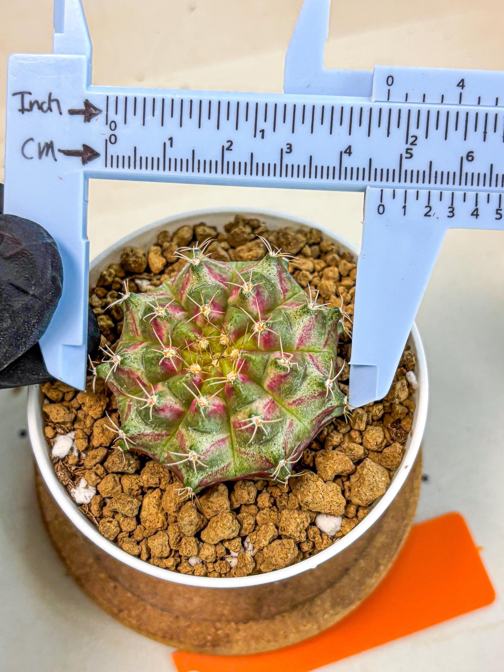 Gymnocalycium Neon (gy14) (oo) | Variegated cactus