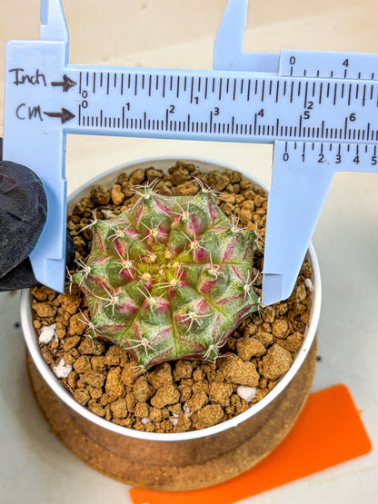 Gymnocalycium Neon (gy14) (oo) | Variegated cactus