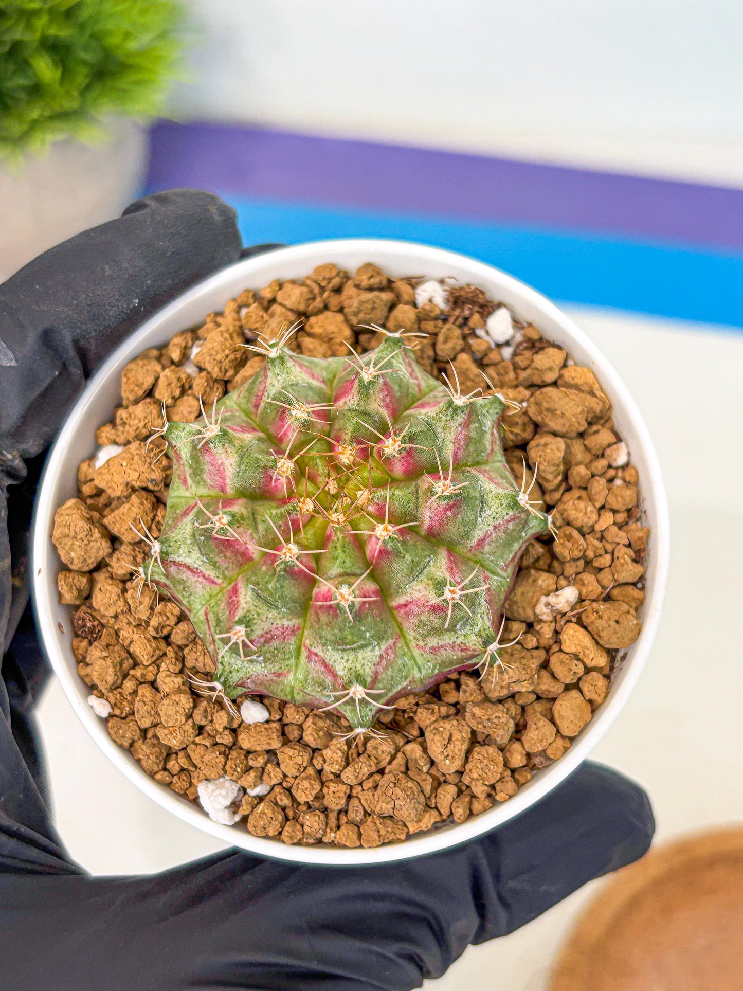Gymnocalycium Neon (gy14) (oo) | Variegated cactus