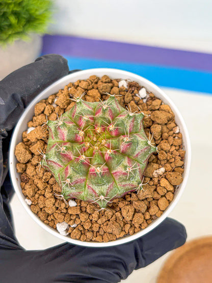 Gymnocalycium Neon (gy14) (oo) | Variegated cactus