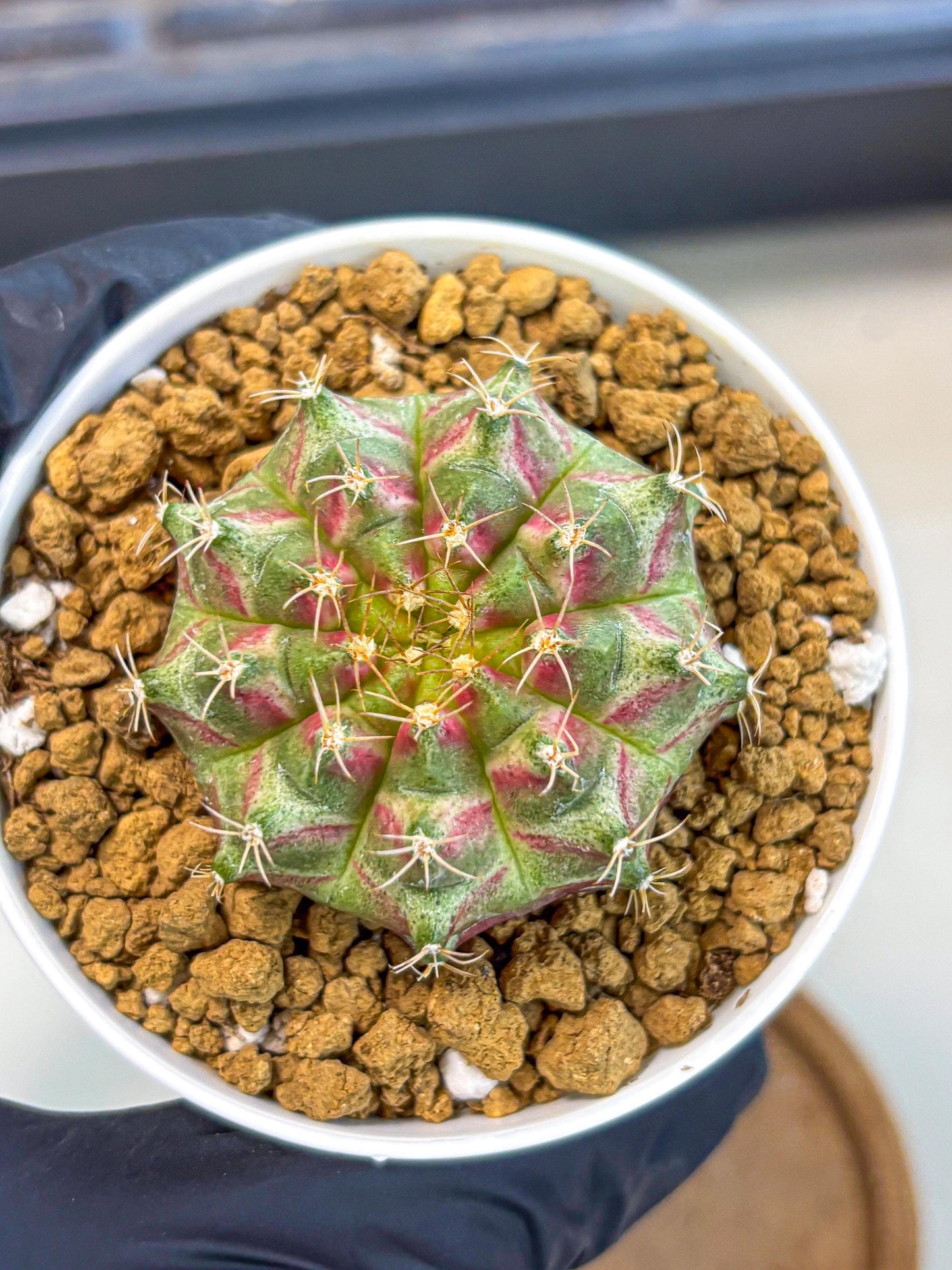 Gymnocalycium Neon (gy14) (oo) | Variegated cactus