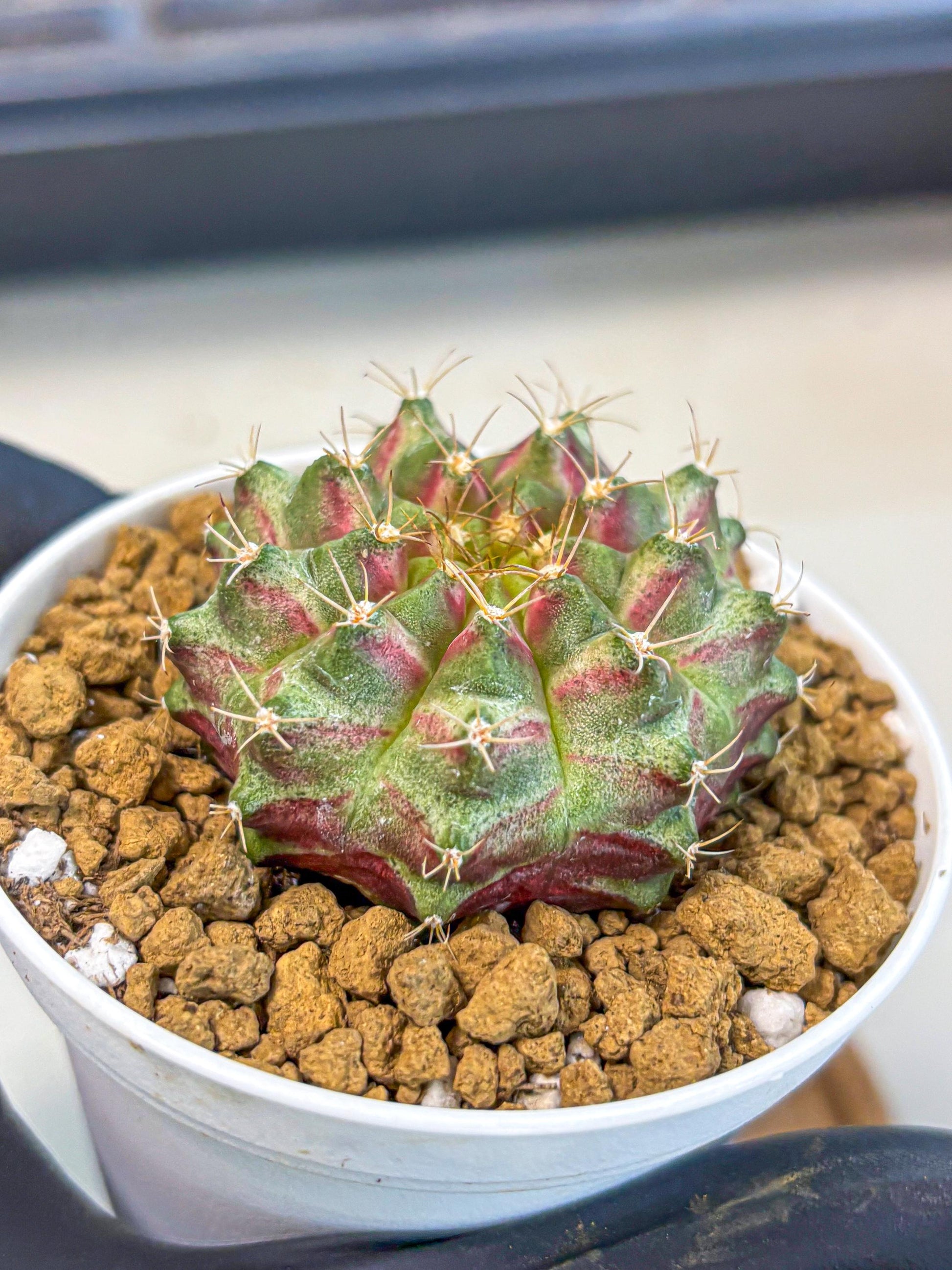 Gymnocalycium Neon (gy14) (oo) | Variegated cactus