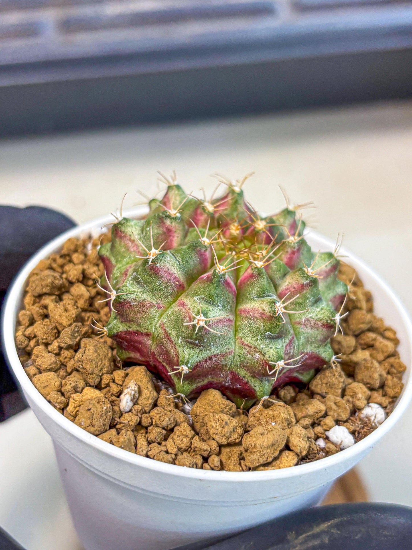 Gymnocalycium Neon (gy14) (oo) | Variegated cactus