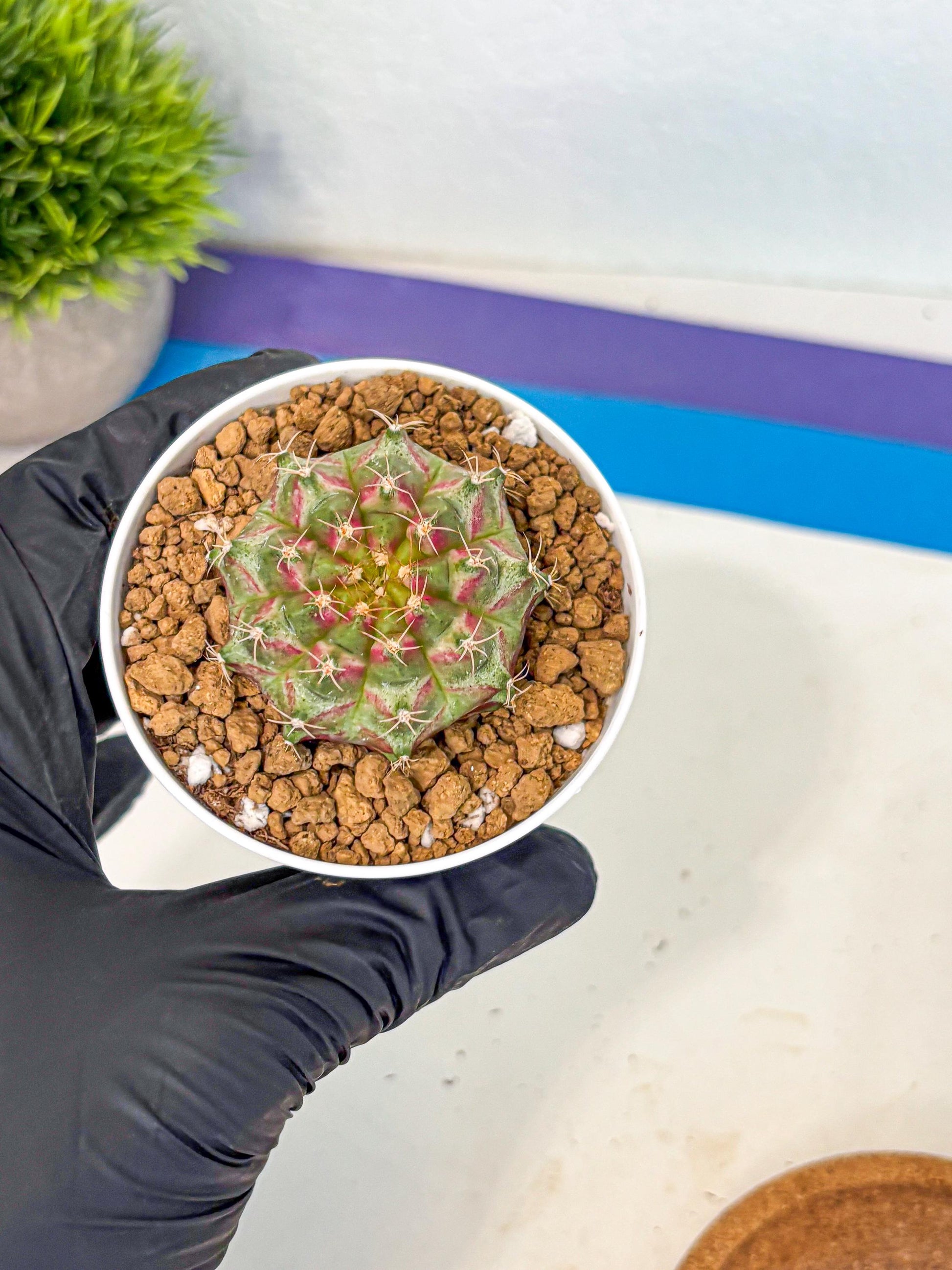 Gymnocalycium Neon (gy14) (oo) | Variegated cactus