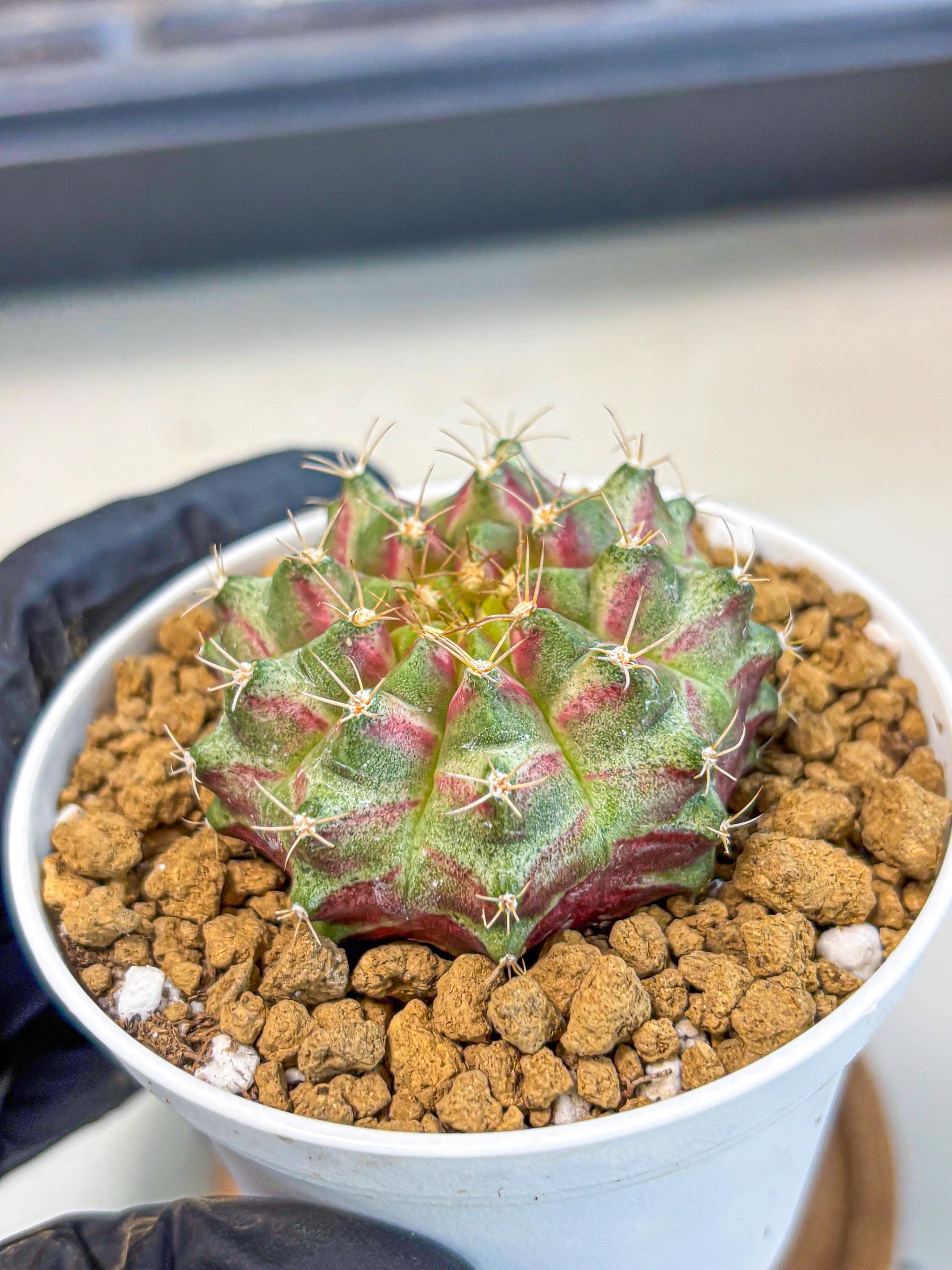 Gymnocalycium Neon (gy14) (oo) | Variegated cactus