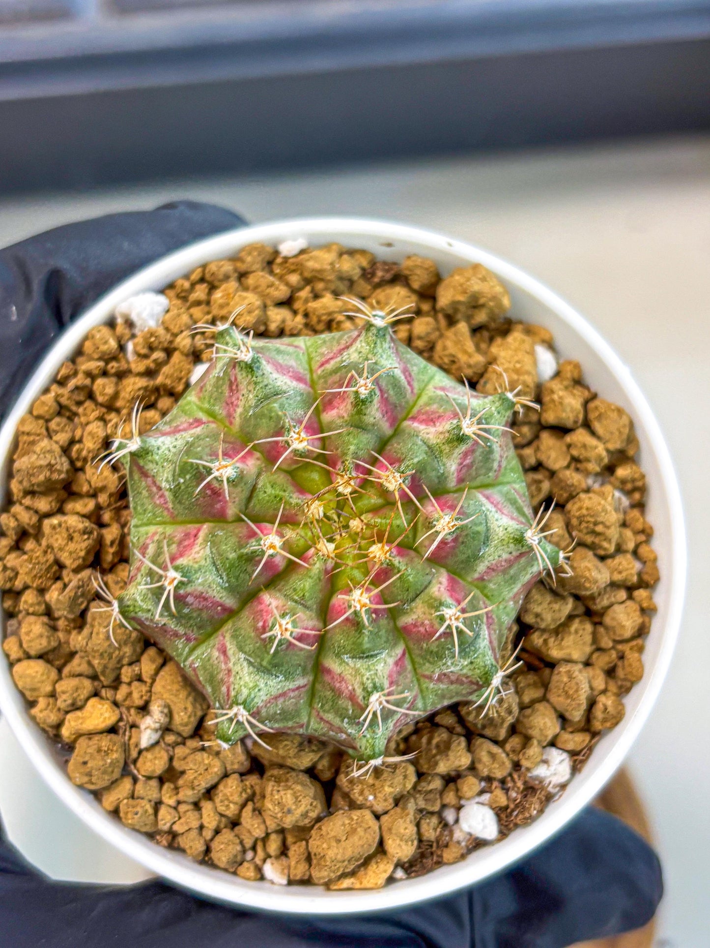 Gymnocalycium Neon (gy14) (oo) | Variegated cactus