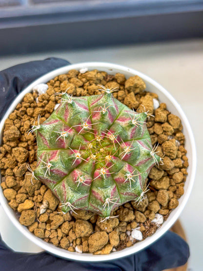Gymnocalycium Neon (gy14) (oo) | Variegated cactus