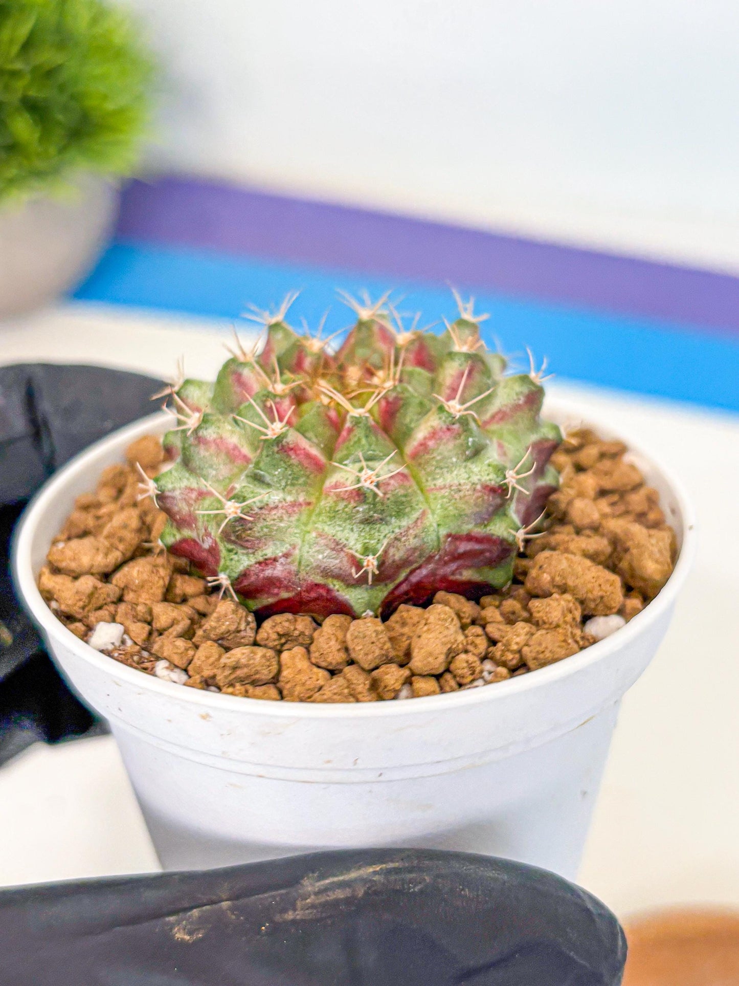 Gymnocalycium Neon (gy14) (oo) | Variegated cactus