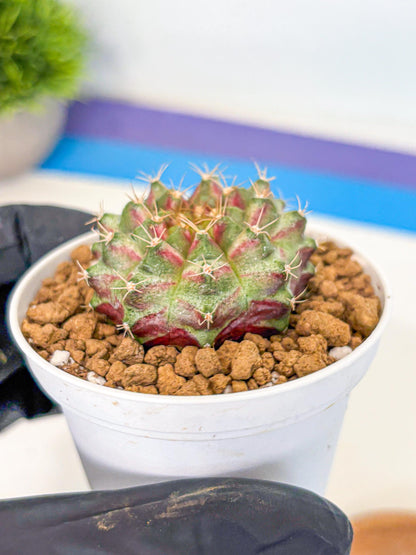 Gymnocalycium Neon (gy14) (oo) | Variegated cactus