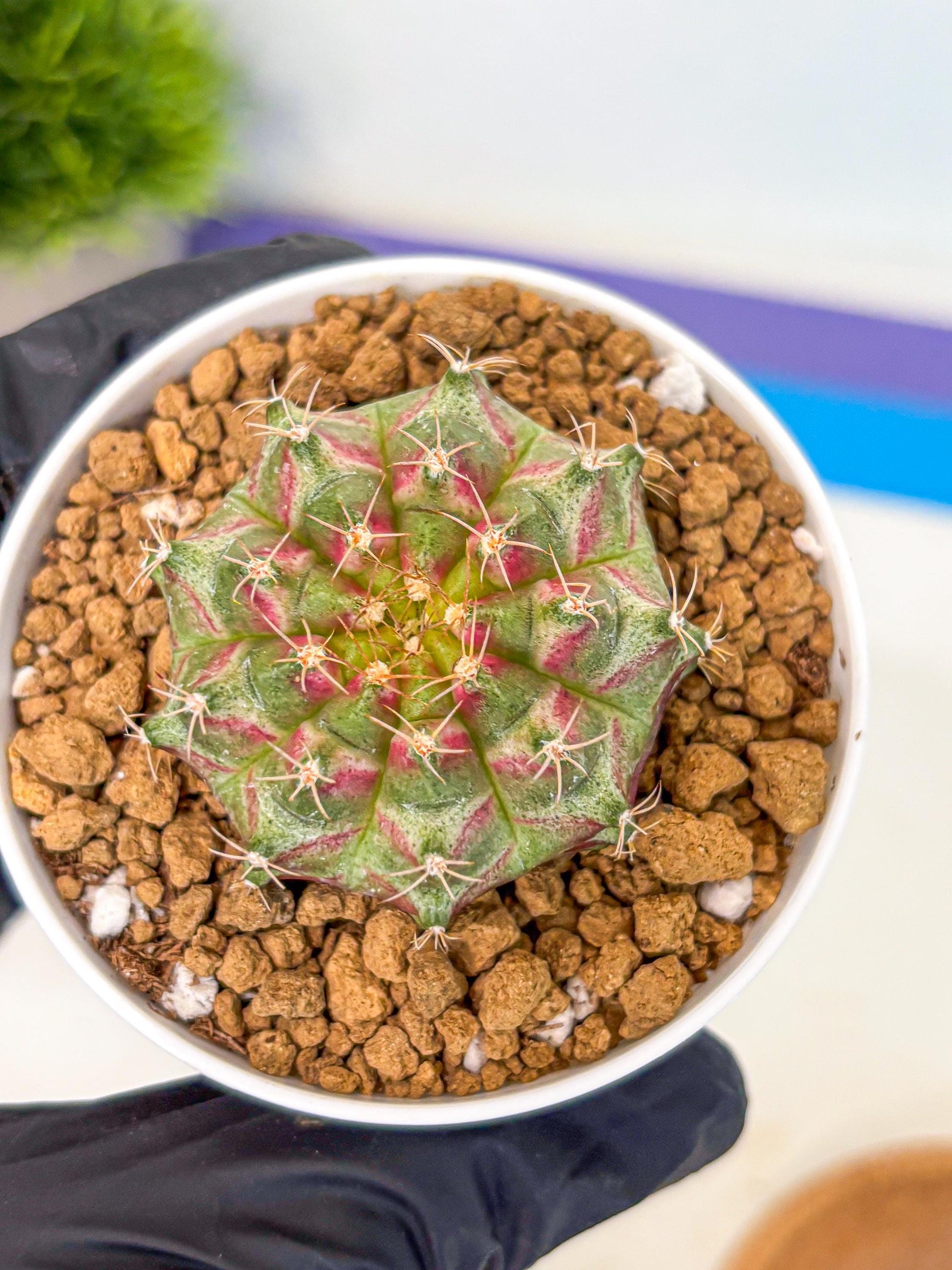 Gymnocalycium Neon (gy14) (oo) | Variegated cactus