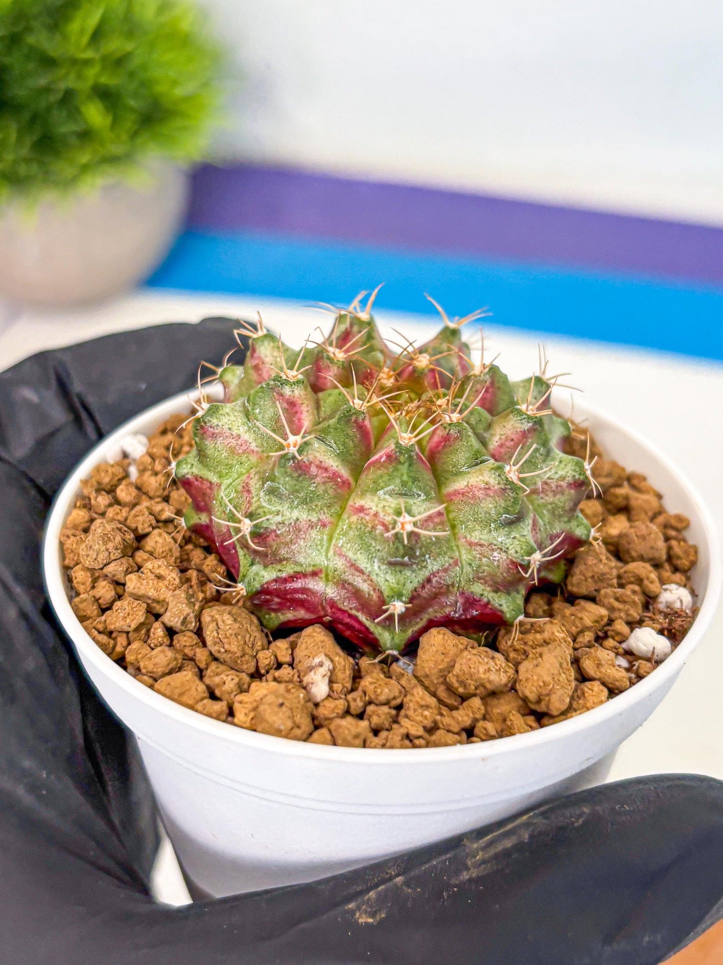 Gymnocalycium Neon (gy14) (oo) | Variegated cactus