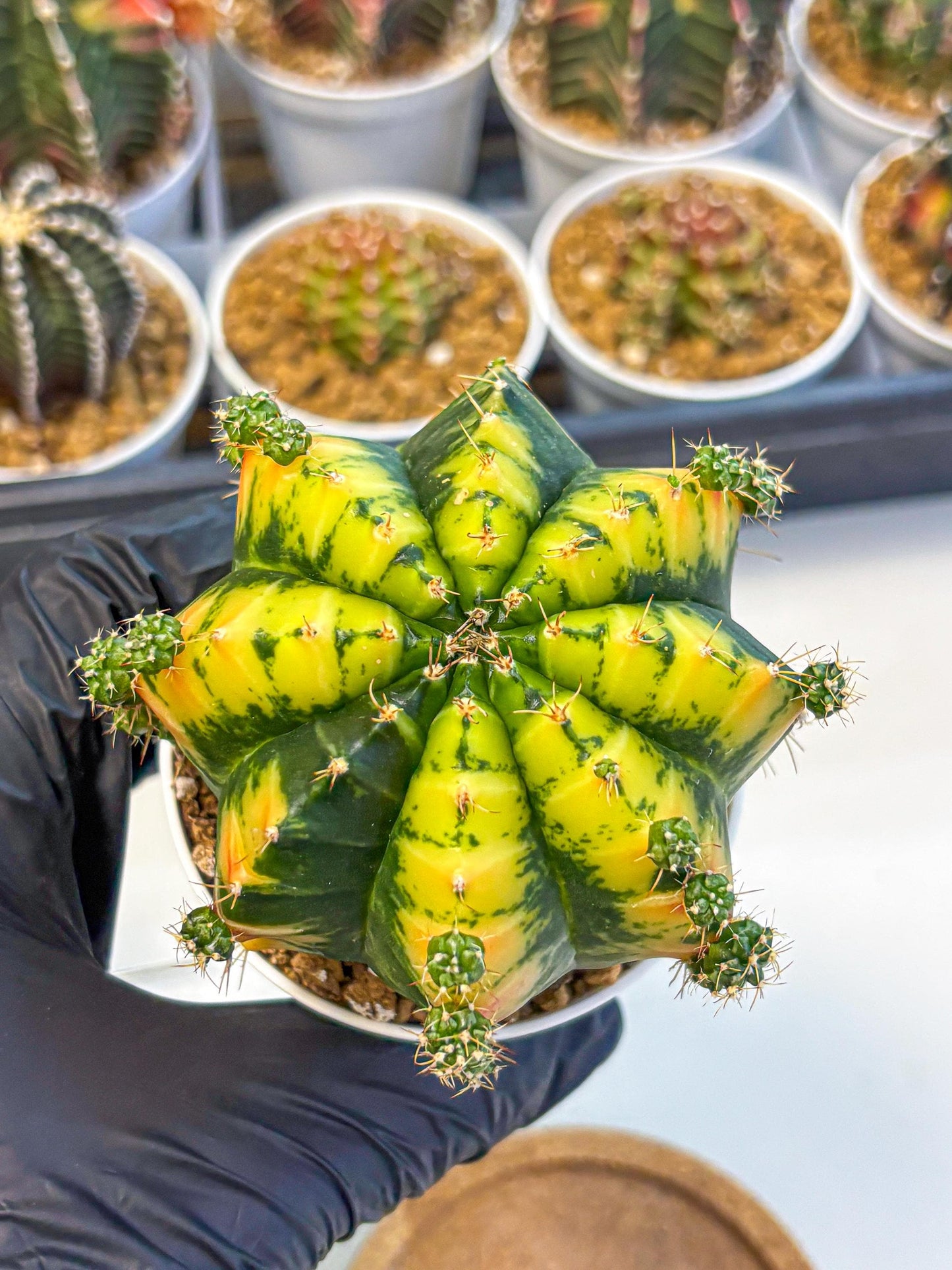 Gymnocalycium Mandarin (gy16) (yy) | Rare Hybrid cactus