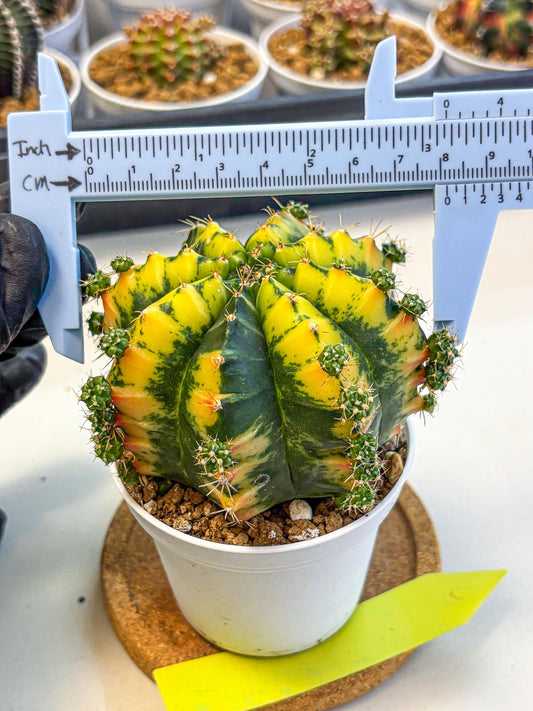 Gymnocalycium Mandarin (gy16) (yy) | Rare Hybrid cactus