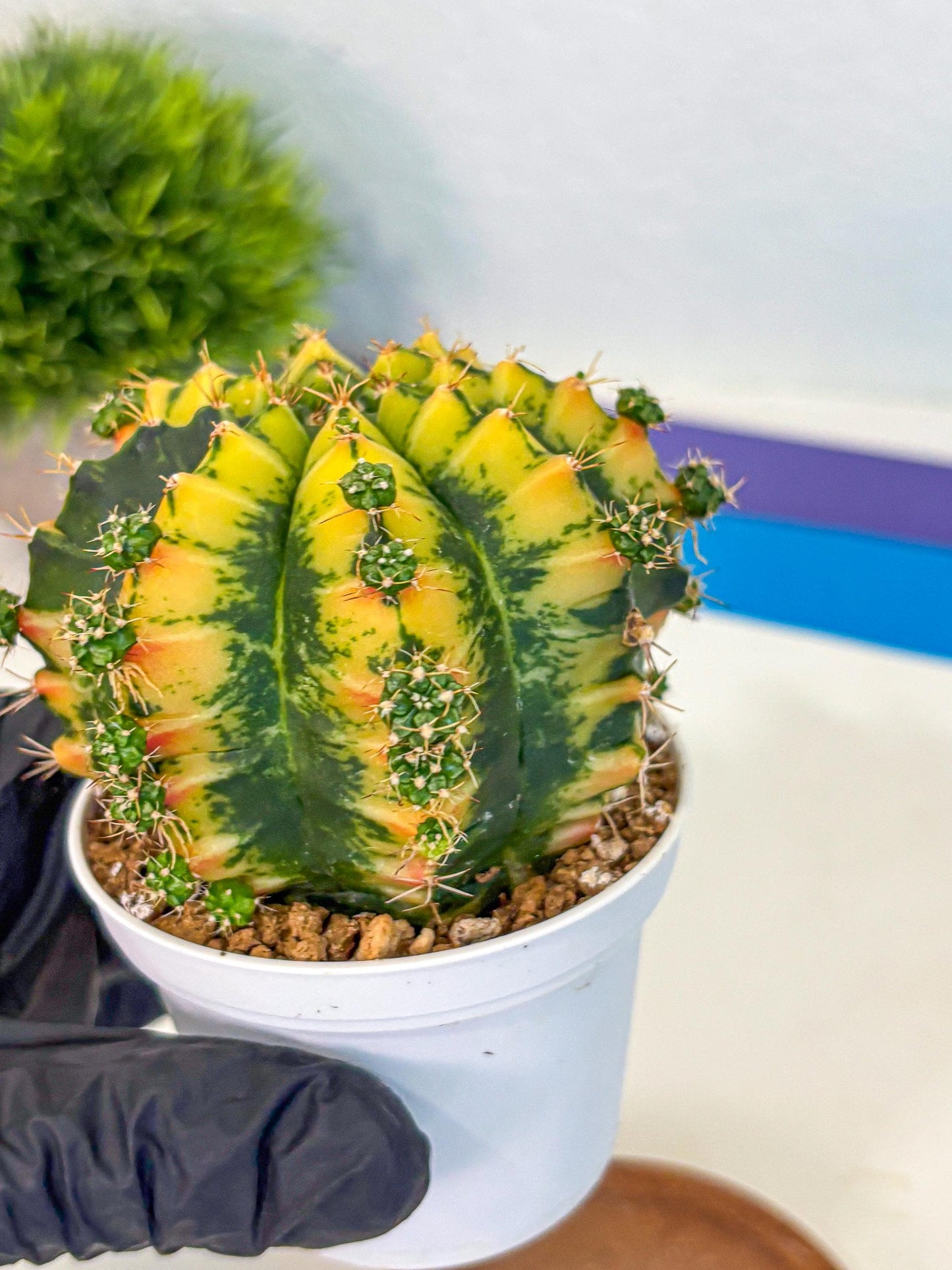 Gymnocalycium Mandarin (gy16) (yy) | Rare Hybrid cactus