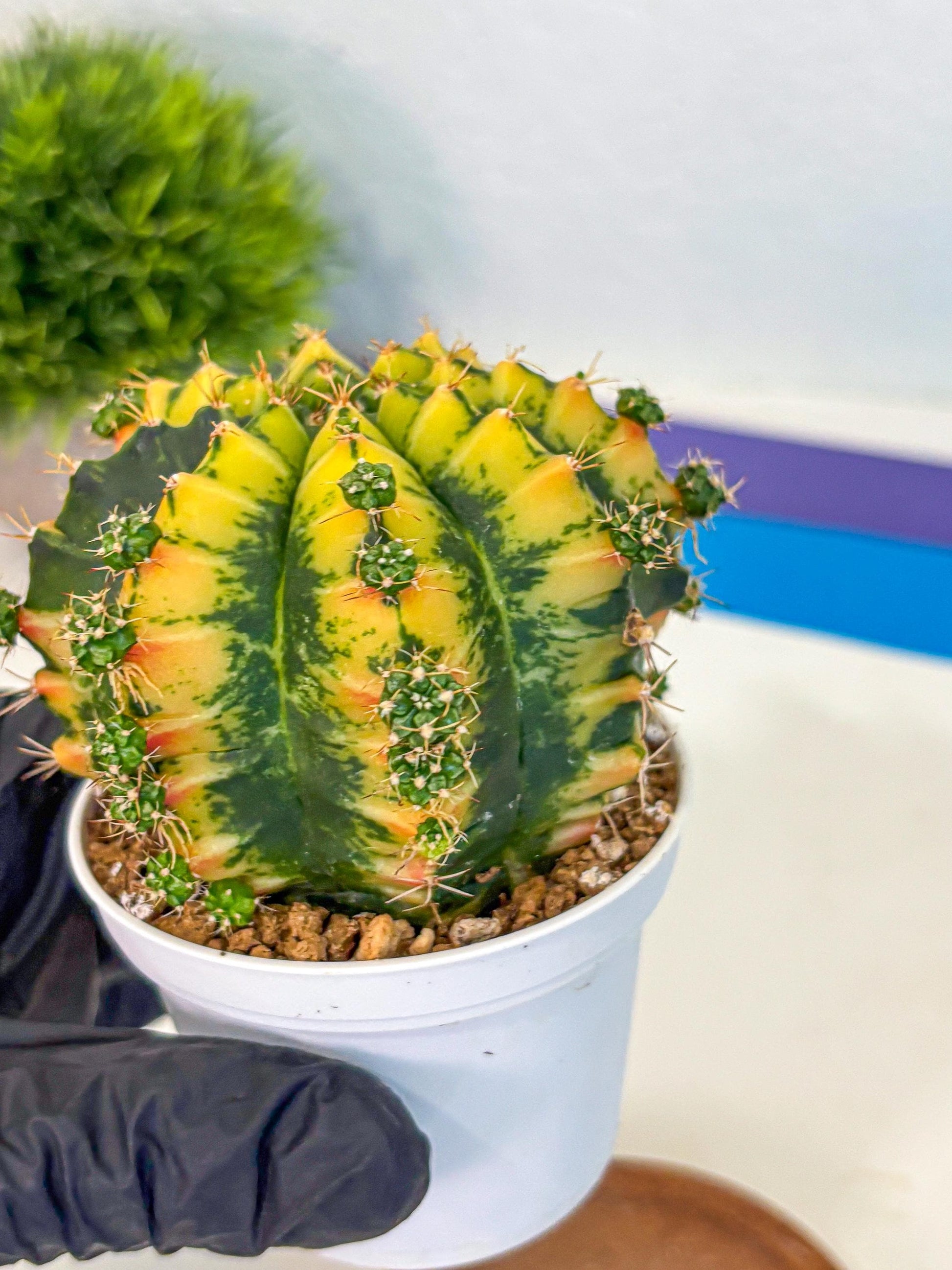 Gymnocalycium Mandarin (gy16) (yy) | Rare Hybrid cactus