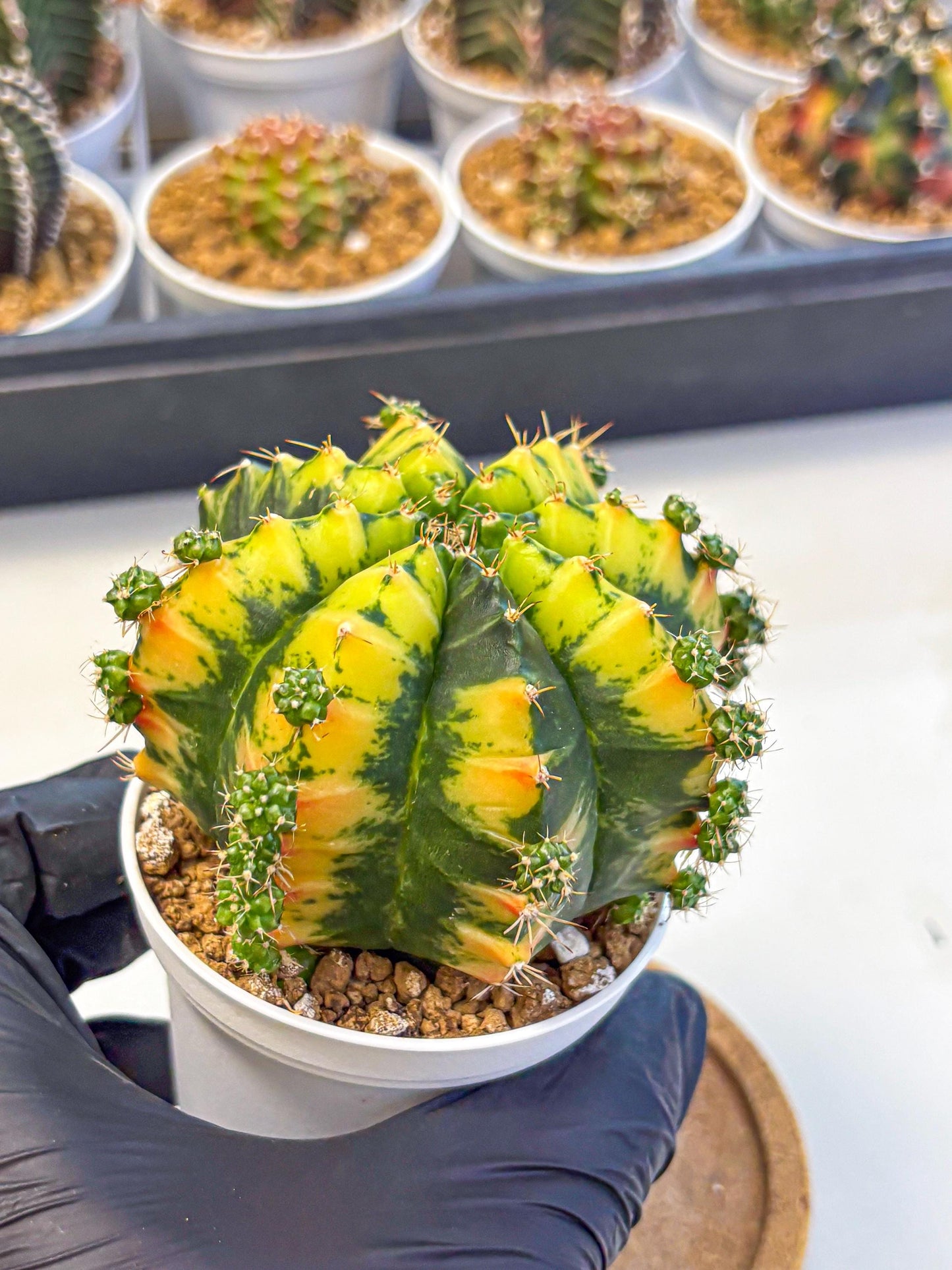 Gymnocalycium Mandarin (gy16) (yy) | Rare Hybrid cactus