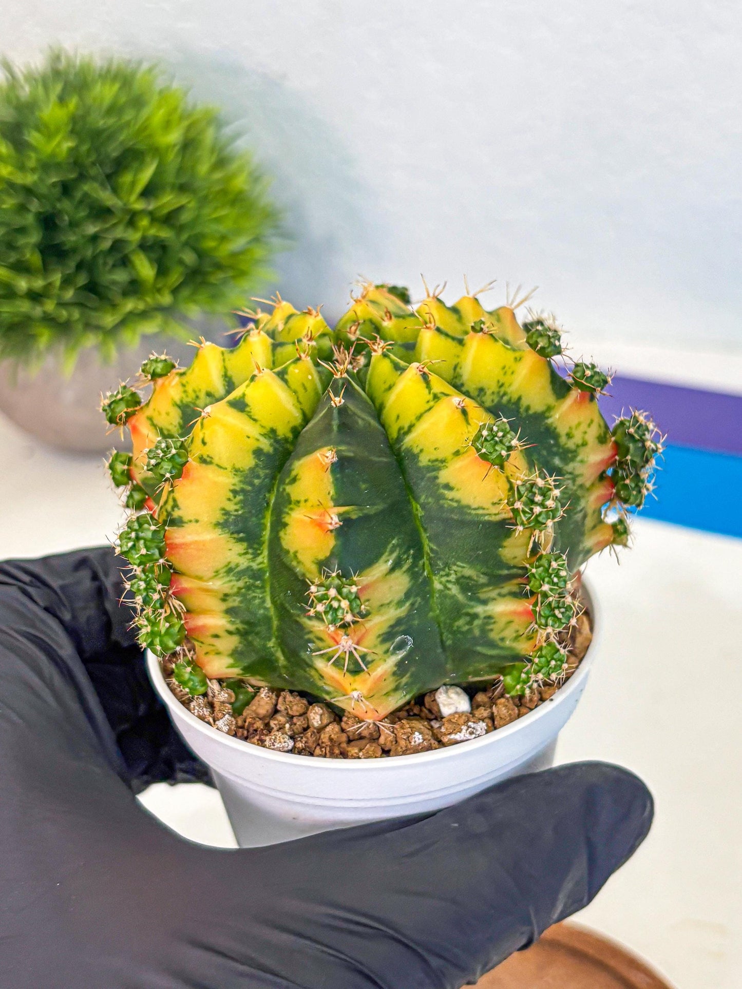 Gymnocalycium Mandarin (gy16) (yy) | Rare Hybrid cactus