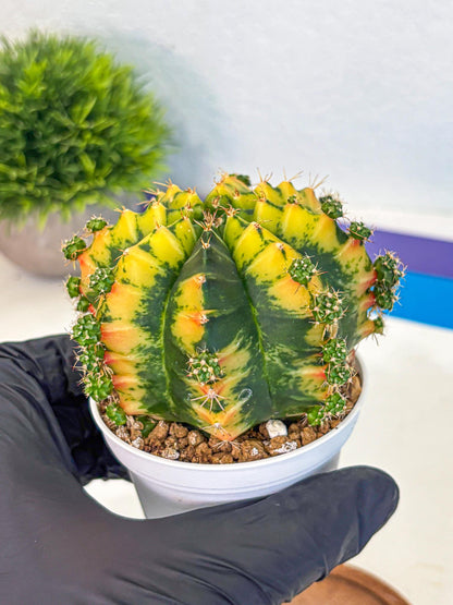 Gymnocalycium Mandarin (gy16) (yy) | Rare Hybrid cactus